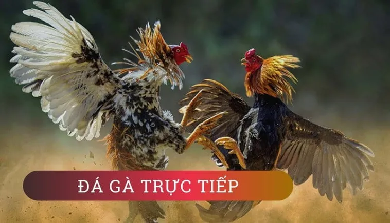 Cách Chơi Đá Gà GA28 Tại SunWin Với Luật Đấu Và Mẹo Thắng Chuẩn Xác