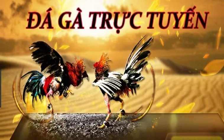Trải Nghiệm Đá Gà SunWin – Sân Chơi Cá Cược Đỉnh Cao Cho Tín Đồ Giải Trí